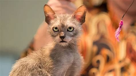 Lykoi Cat - Price, Personality, Lifespan