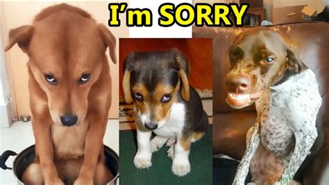 Guilty DOG Face Reactions - 1Funny.com