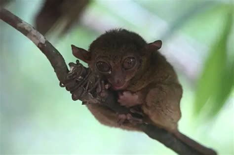 Pygmy Tarsier