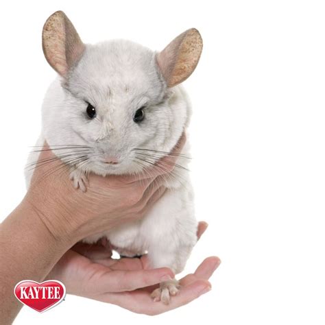 Did you know? Chinchillas have the softest fur of land animals with 50 ...