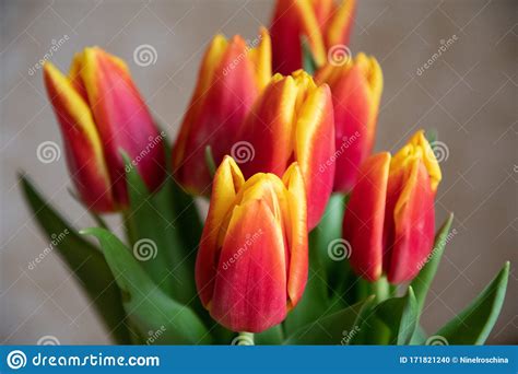 Closeup of Vibrant Red Tulip Flowers with Yellow Petal Edges. Bunch of Bud Shape Tulips on ...