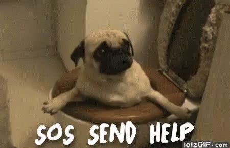 Send Help! GIF - Help SendHelp Dog - Discover & Share GIFs