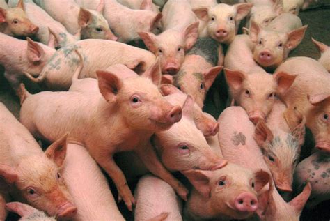 Tyson Foods Drops Pig Farm Over Video Of Alleged Animal Abuse ...