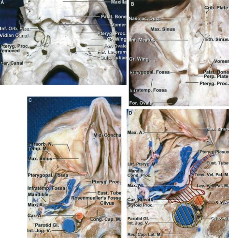 Inferior View of Cranial Base | Neuroanatomy | The Neurosurgical Atlas