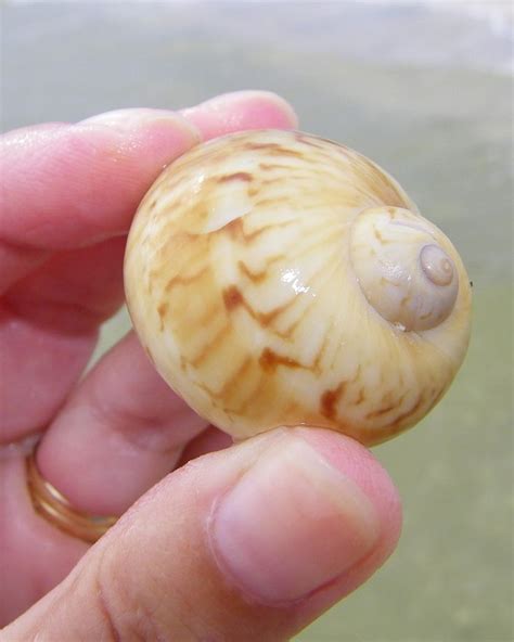 Gaudy nautica | Sea shells, Sanibel shells, Shells