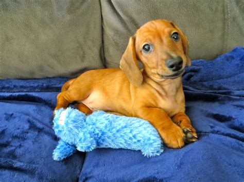 Wiener Dog Puppies, Dogs And Puppies, Doxie, Happy Animals, Cute Animals, Healthy Pets, Older ...