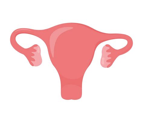 Uterus. Woman reproductive health illustration. Gynecology. Anatomy. Vector illustration ...