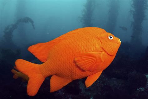 California State Fish: Golden State, Golden Species (Updated 2023)