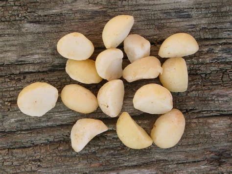 Organic Raw Macadamia Nuts, 16oz | Raw Foods | Nuts | Raw Life, Inc.