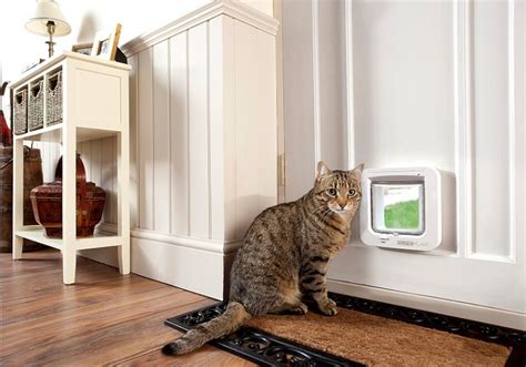 Letting Your Cat Outside: Suggestions on Installing a Cat Door | The Suggested