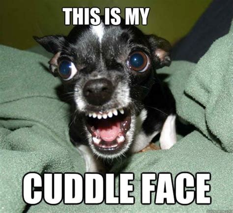 25 Cutest Cuddle Memes - SayingImages.com