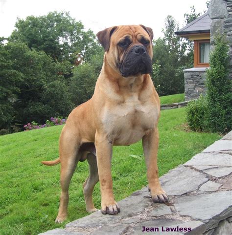 Bull Mastiff Dogs, Mastiff Breeds, Bull Terriers, Terrier Mix, Giant Dogs, Big Dogs, Cute Dogs ...