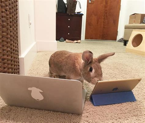 See this Instagram photo by @oaklandrabbits • 109 likes | Instagram posts, Bunny, Instagram