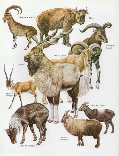 The rams Extinct Animals, Rare Animals, Prehistoric Animals, Animals And Pets, Animals Artwork ...