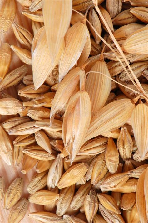 Oat with seeds stock photo. Image of ripe, agriculture - 17521782