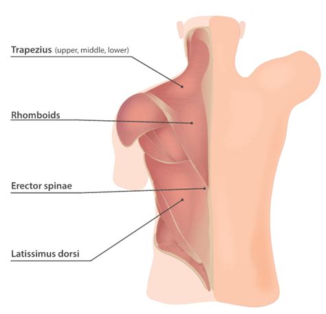 High Back Muscles Diagram - Upper Back Anatomy Muscles Anatomy Drawing Diagram | ukrainalivet