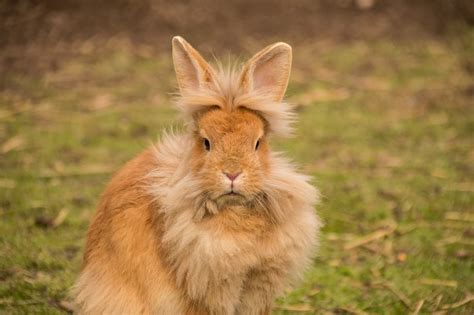 What type of rabbit is your favorite? | O-T Lounge