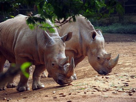 Javan Rhino: Is It Endangered? (in 2023)