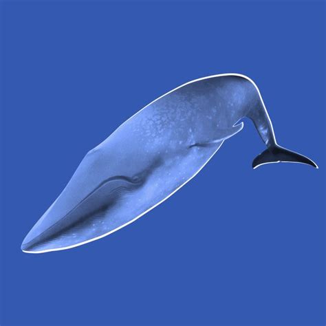 Loneliest Whale Is Now Horniest Whale