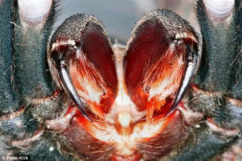 Will Tarantulas Bite Humans | Wolf Spider