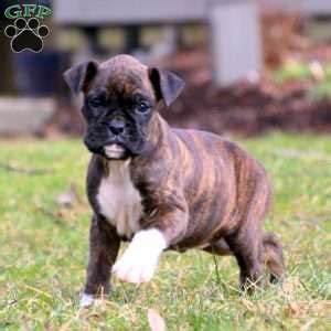 Boxer Puppies For Sale - Greenfield Puppies | Boxer puppies, Brindle ...