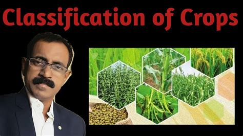 CLASSIFICATION OF CROPS - YouTube