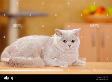 British Shorthair Cat, fawn female resting on table Stock Photo - Alamy