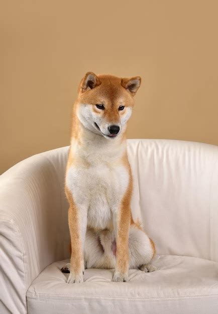 Premium Photo | Red shiba inu dog