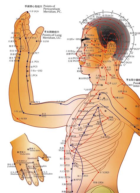 Acupuncture Points Chart Head