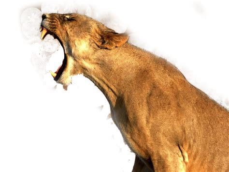 Lion Roar Png Transparent Background