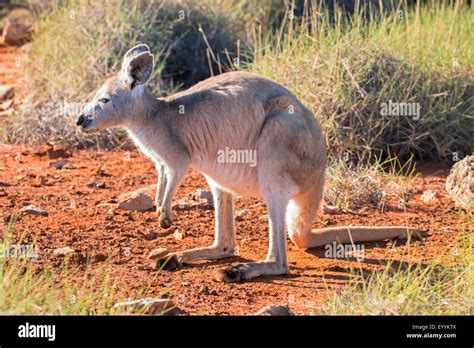 Hill wallaroos hi-res stock photography and images - Alamy