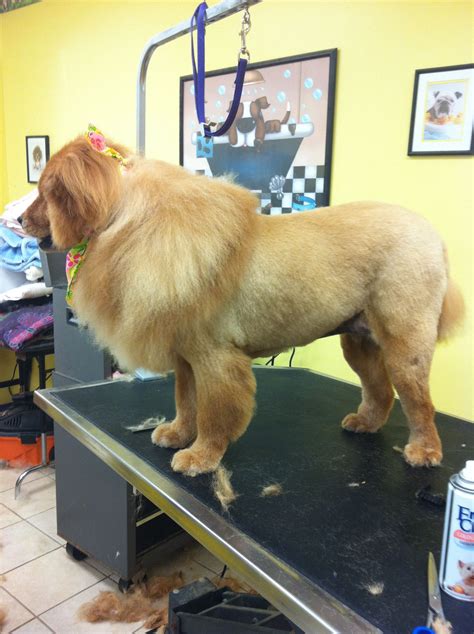 Mr. Chow Chow sporting a lion clip | Dog training tips, Easiest dogs to train, Japanese dog grooming