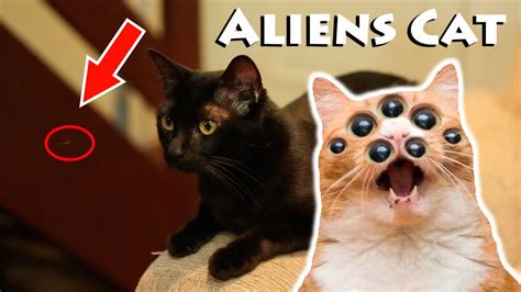 Gatos Aliens - Aliens Cats - YouTube