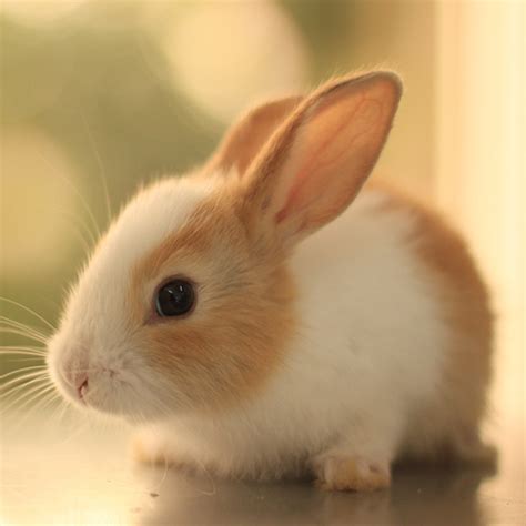 Cute Animal Wallpapers - Apps on Google Play