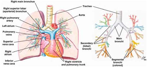 Cupola Of Lung - HOYOGG