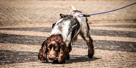 The under dogs: Canines sniff out underground leaks in Vattenfall heat network piping - Vattenfall