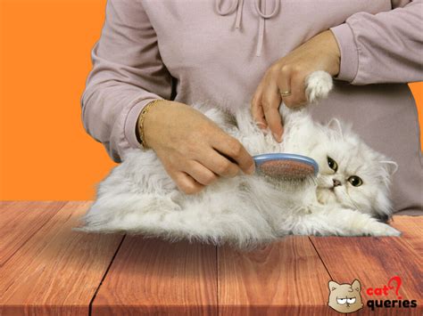 How to groom a Persian cat? Persian Cat Grooming Guide - Cat Queries