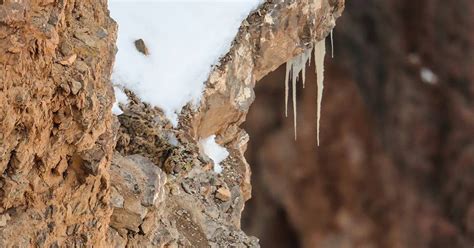 Can You Spot This Camouflaged Snow Leopard in the Wild?