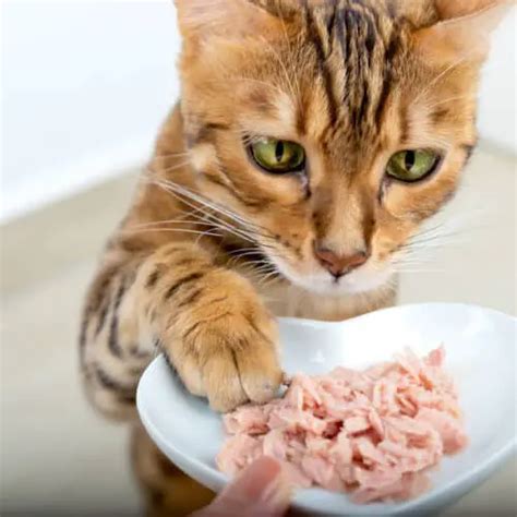 Homemade Chicken Cat Food: 5 Amazing Recipes