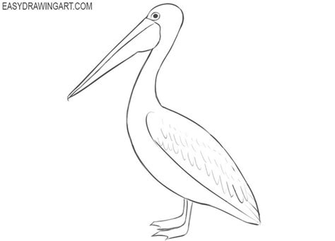 How to Draw a Pelican | Easy Drawing Art | Pelican drawing, Drawings, Pelican painting