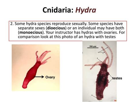 PPT - Filo Cnidaria PowerPoint Presentation - ID:1935274