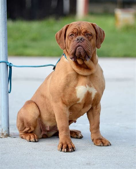 #French #mastiff | Bordeaux dog, French mastiff, Big dogs