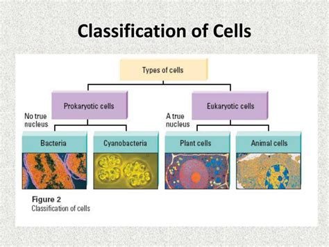 PPT - Cell Parts and Functions PowerPoint Presentation, free download - ID:2408347