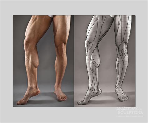 anatomy next - Cerca con Google | Man anatomy, Leg anatomy, Anatomy poses