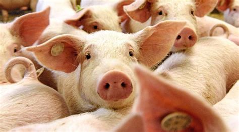 China’s New Hope looks into Southeast Asia Pig Farming Amid Disease ...