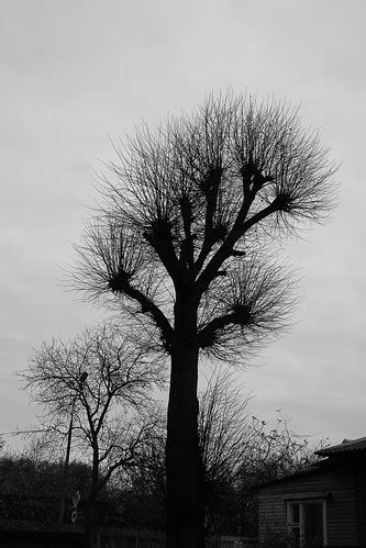 SDIM9589 Pollarded Tree Silhouette | Pereslavl-Zalessky, Yar… | Flickr