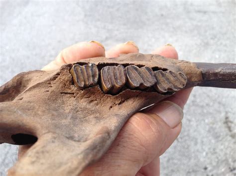 Giant Beaver Jaw Fossil - Fossils & Artifacts for Sale | Paleo Enterprises