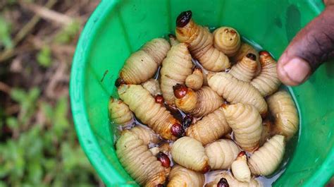 Larve di punteruolo rosso | Insetti, Alimenti