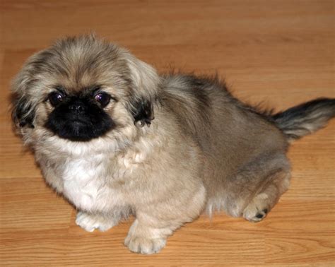 Pekingese vs Lakeland Terrier - Breed Comparison | MyDogBreeds