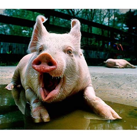 Laughing Pig Funny Photo Pig Art | Etsy | Funny wall art, Pig art ...